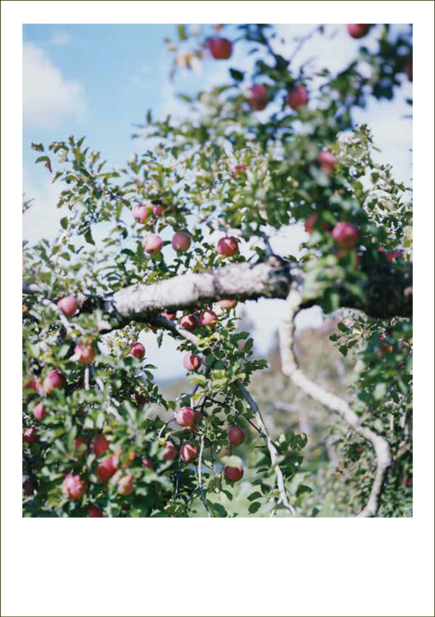 AppleTree_postcardA.jpg