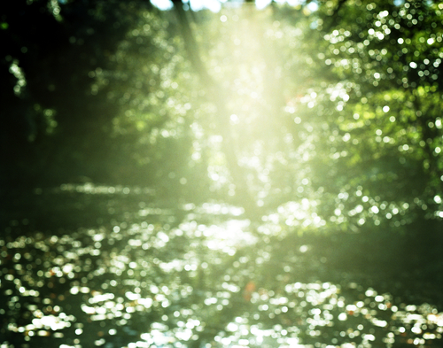 光の森.jpg